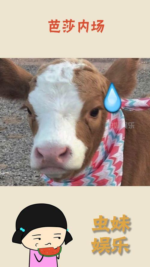 抖音吃瓜恐怖,揭秘网络恐怖事件的背后真相