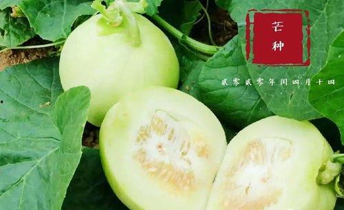 翰林吃瓜在线观看