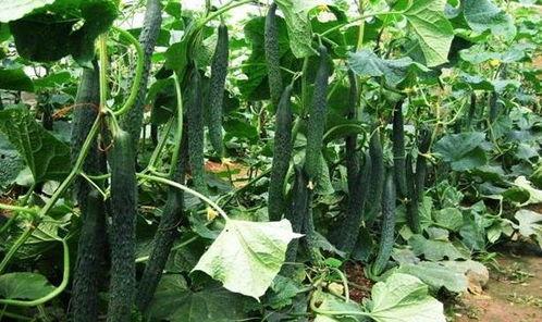 立夏吃的瓜还是立秋吃瓜,立秋瓜熟蒂落