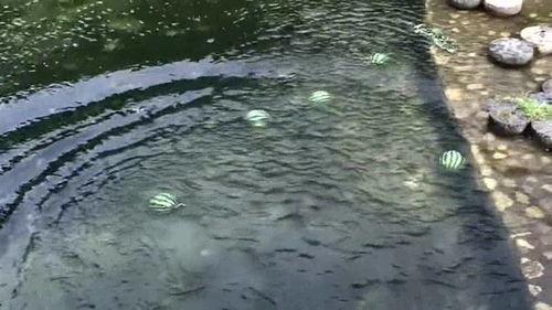 河里吃瓜,探寻夏日河畔的悠闲时光