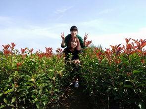 内丘露营吃瓜,瓜果飘香，共享欢乐时光