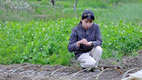 梦到吃金灿灿的瓜,金瓜盛宴的奇幻之旅