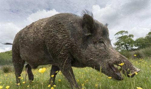 职高吃瓜野猪情侣,吃瓜群众见证的爱情故事