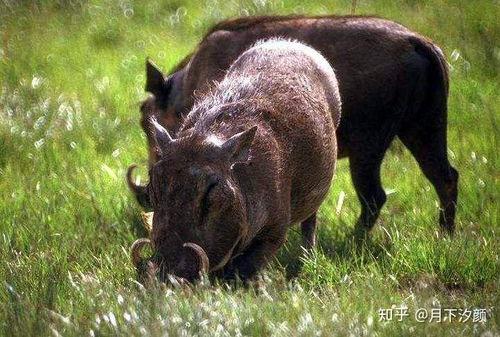 职高吃瓜野猪情侣,吃瓜群众见证的爱情故事