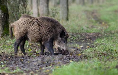 职高吃瓜野猪情侣,吃瓜群众见证的爱情故事
