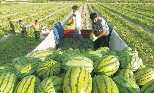 吃瓜系统短剧免费观看,免费畅享欢乐时光