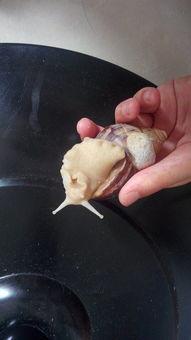 可以吃瓜吗蜗牛,探寻“吃瓜”与蜗牛的奇妙邂逅