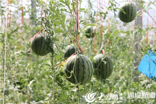 草料哥原视频吃瓜,带你领略娱乐圈幕后风云