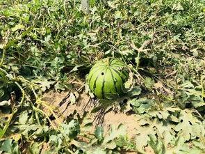 吃瓜很累的图片,揭秘“吃瓜很累”背后的真相