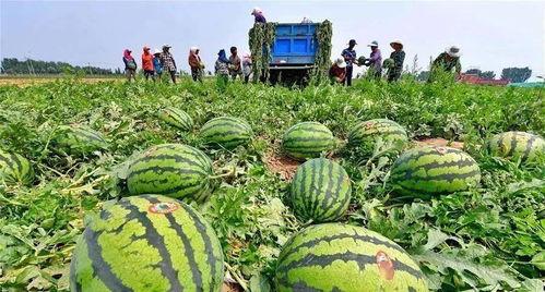 邯郸永年河北铺吃瓜,夏日炎炎，吃瓜纳凉话古今