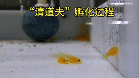 黄金大胡子吃瓜