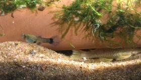 黄金大胡子吃瓜