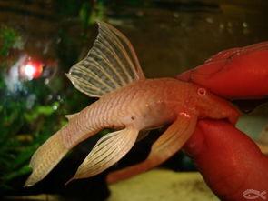 黄金大胡子吃瓜