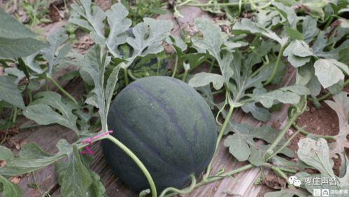 韩集镇吃瓜,瓜香四溢,品味乡村美食之旅