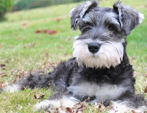 雪纳瑞吃瓜拉肚子,宠物饮食安全警示