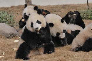 吃瓜熊猫人图片高清,萌态可掬的瞬间捕捉